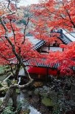 足球比分直播 企鹅-企鹅平台，足球比分直播的实时盛宴与深度体验